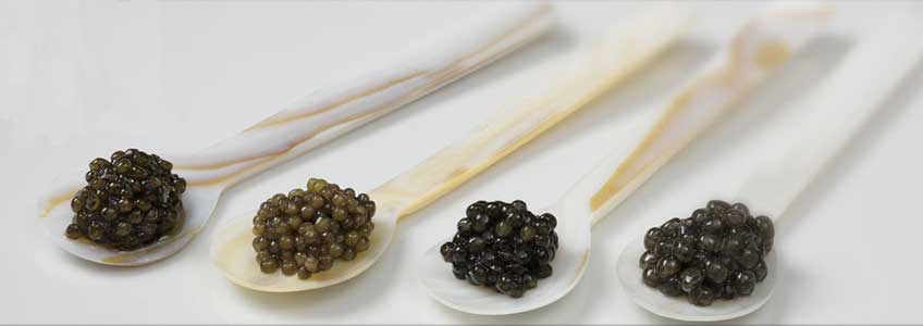 Caviar Import